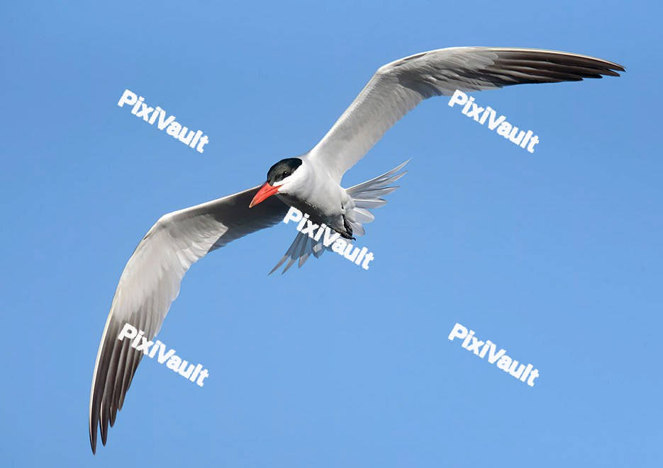 Caspian Bird mid-flight